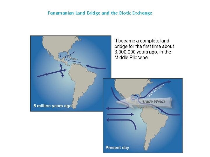 Panamanian Land Bridge and the Biotic Exchange 