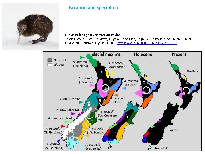 Isolation and speciation Explosive ice age diversification of kiwi Jason T. Weir, Oliver Haddrath,