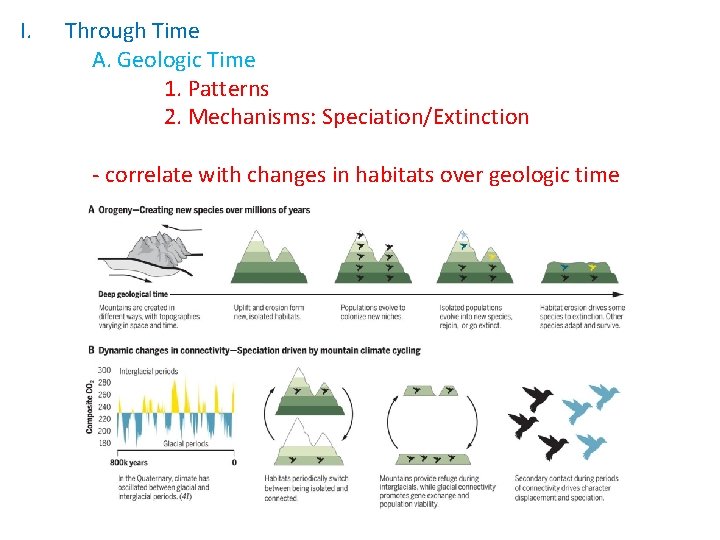 I. Through Time A. Geologic Time 1. Patterns 2. Mechanisms: Speciation/Extinction - correlate with