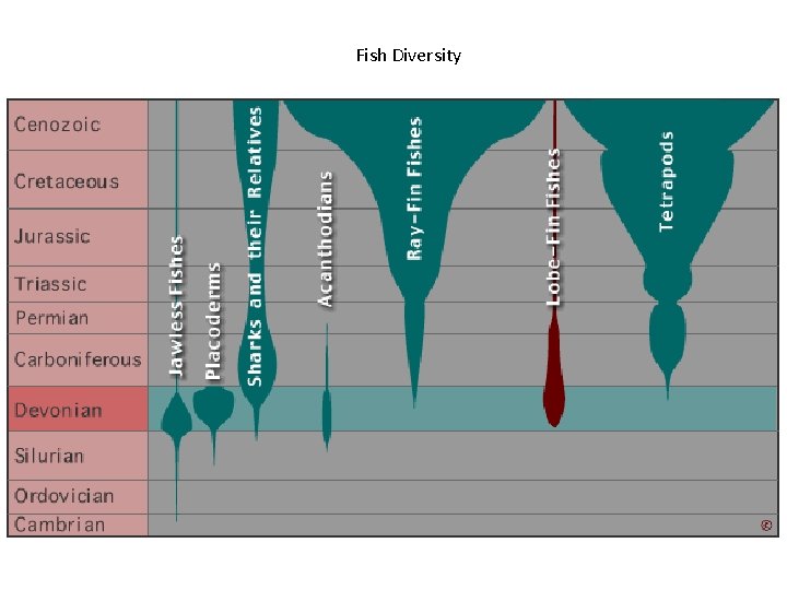 Fish Diversity 