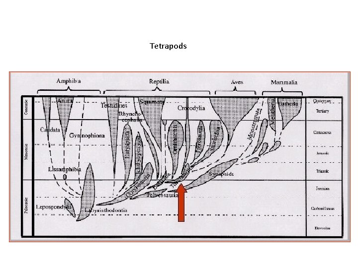 Tetrapods 