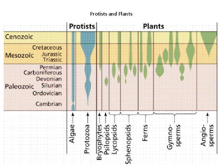 Protists and Plants 