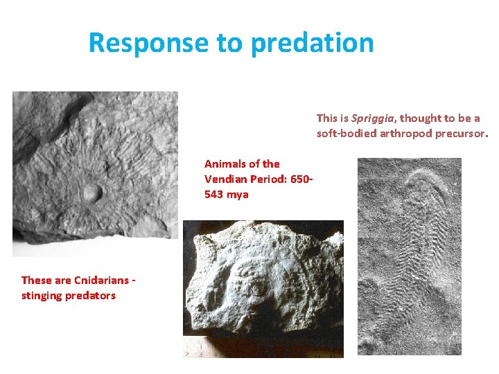 Response to predation This is Spriggia, thought to be a soft-bodied arthropod precursor. Animals