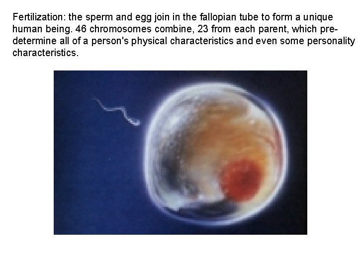 Fertilization: the sperm and egg join in the fallopian tube to form a unique