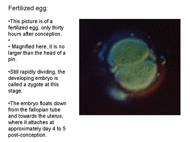 Fertilized egg: • This picture is of a fertilized egg, only thirty hours after