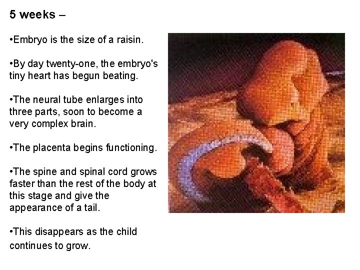 5 weeks – • Embryo is the size of a raisin. • By day