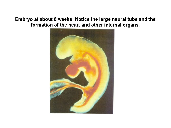 Embryo at about 6 weeks: Notice the large neural tube and the formation of