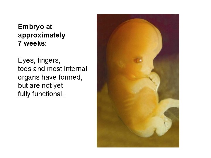 Embryo at approximately 7 weeks: Eyes, fingers, toes and most internal organs have formed,
