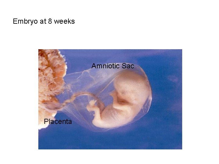 Embryo at 8 weeks Amniotic Sac Placenta 