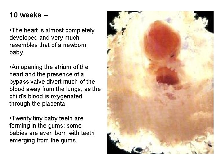 10 weeks – • The heart is almost completely developed and very much resembles