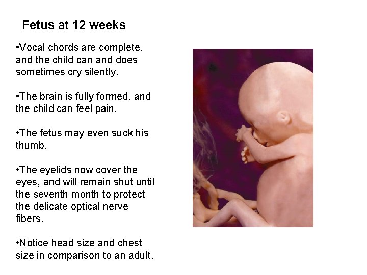 Fetus at 12 weeks • Vocal chords are complete, and the child can and Fetus at 12 weeks • Vocal chords are complete, and the child can and