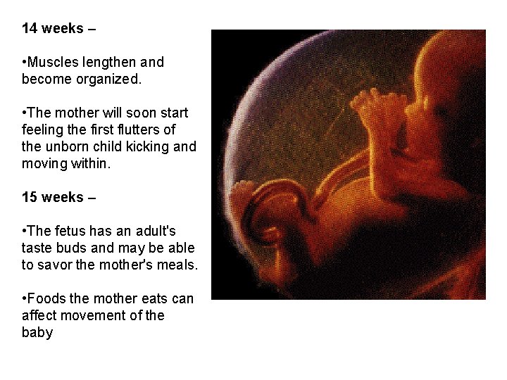 14 weeks – • Muscles lengthen and become organized. • The mother will soon