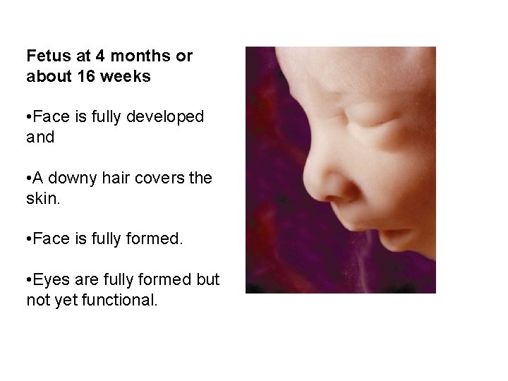 Fetus at 4 months or about 16 weeks • Face is fully developed and Fetus at 4 months or about 16 weeks • Face is fully developed and