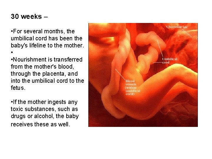 30 weeks – • For several months, the umbilical cord has been the baby's 30 weeks – • For several months, the umbilical cord has been the baby's