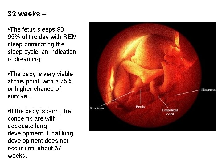 32 weeks – • The fetus sleeps 9095% of the day with REM sleep 32 weeks – • The fetus sleeps 9095% of the day with REM sleep