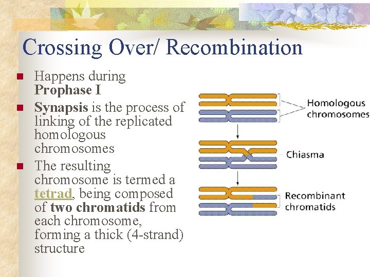 Crossing Over/ Recombination n Happens during Prophase I Synapsis is the process of linking