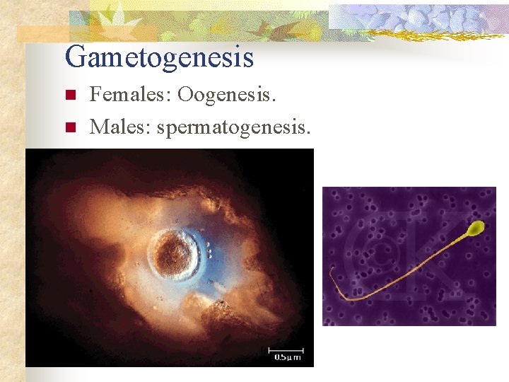 Gametogenesis n n Females: Oogenesis. Males: spermatogenesis. 