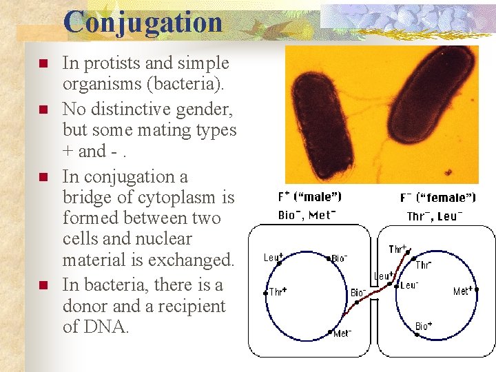 Conjugation n n In protists and simple organisms (bacteria). No distinctive gender, but some