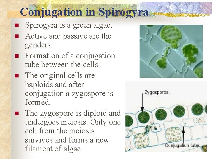 Conjugation in Spirogyra n n n Spirogyra is a green algae. Active and passive