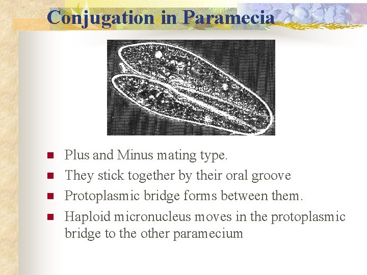 Conjugation in Paramecia n n Plus and Minus mating type. They stick together by