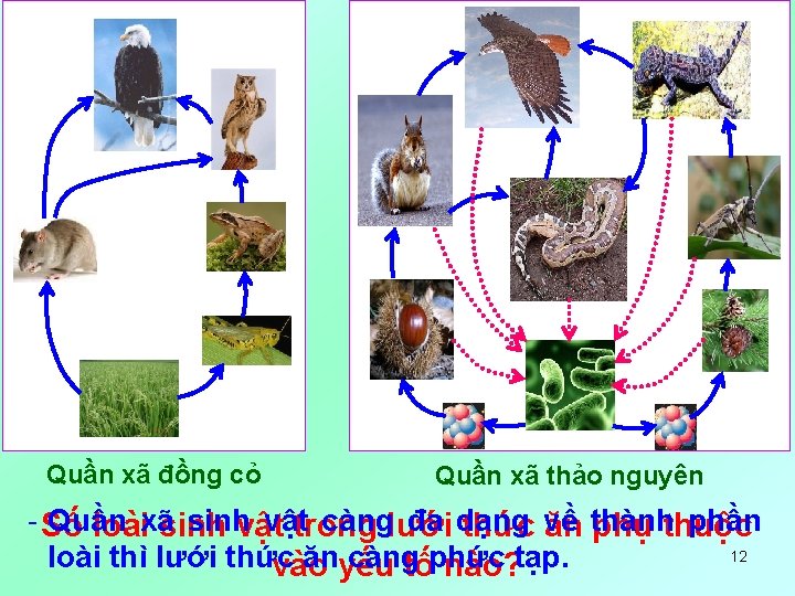 Quần xã đồng cỏ Quần xã thảo nguyên - Số Quần sinhvật cànglưới đa