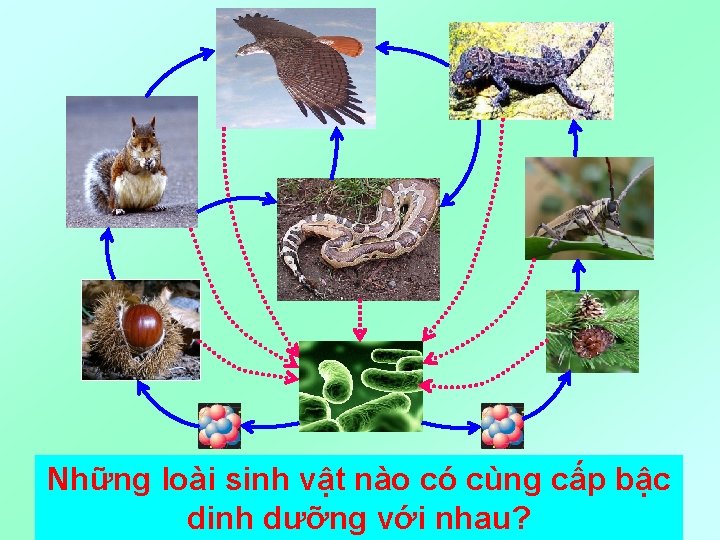 Những loài sinh vật nào có cùng cấp bậc 13 dinh dưỡng với nhau?