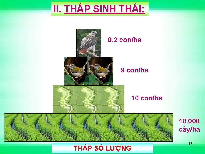 II. THÁP SINH THÁI: 0. 2 con/ha 9 con/ha 10. 000 cây/ha THÁP SỐ