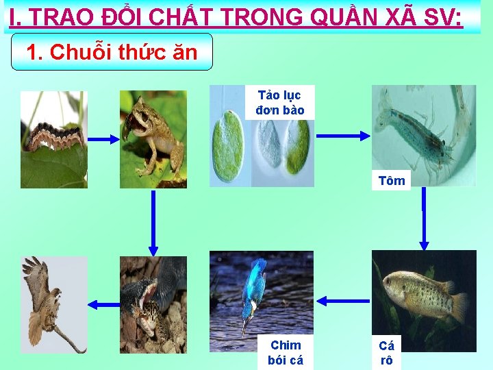 I. TRAO ĐỔI CHẤT TRONG QUẦN XÃ SV: 1. Chuỗi thức ăn Tảo lục