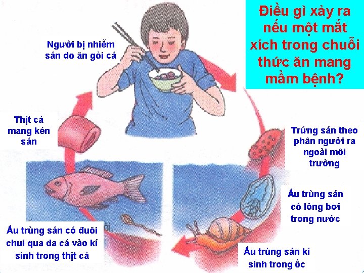 Người bị nhiễm sán do ăn gỏi cá Thịt cá mang kén sán Điều