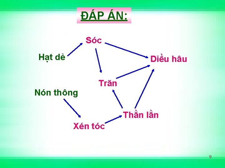 ĐÁP ÁN: Sóc Hạt dẻ Diều hâu Nón thông Trăn Thằn lằn Xén tóc