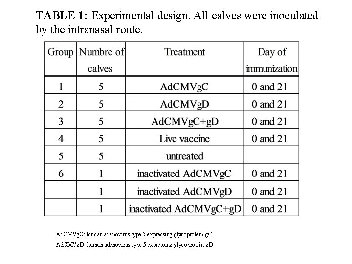 TABLE 1: Experimental design. All calves were inoculated by the intranasal route. Ad. CMVg.