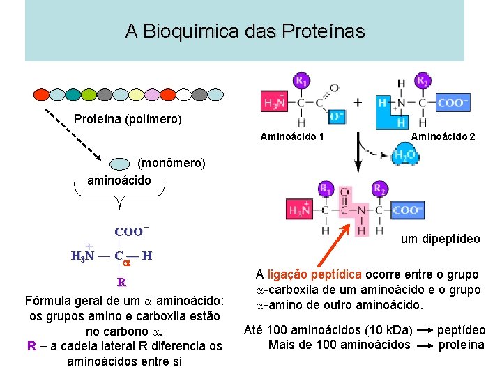 A Bioquímica das Proteína (polímero) Aminoácido 1 Aminoácido 2 (monômero) aminoácido COO + H