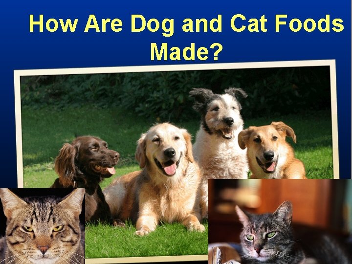 How Are Dog and Cat Foods Made? 