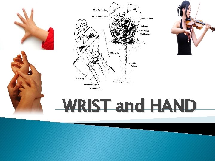 WRIST and HAND 