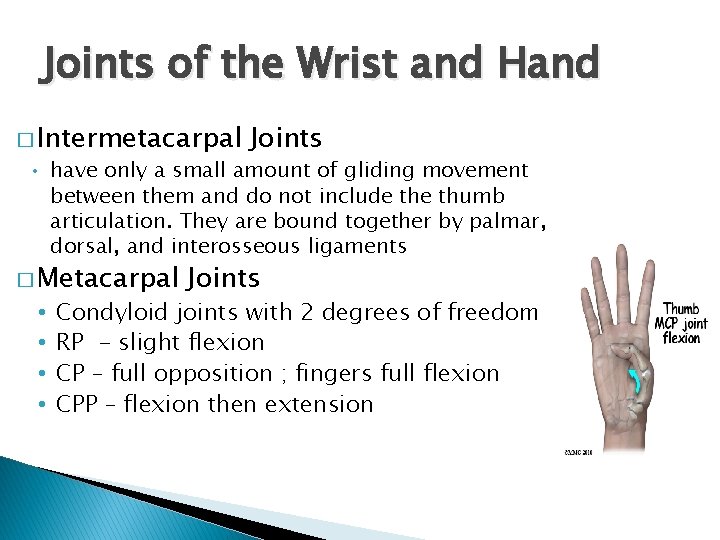 Joints of the Wrist and Hand � Intermetacarpal Joints • have only a small