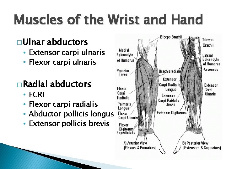 Muscles of the Wrist and Hand � Ulnar abductors • Extensor carpi ulnaris •