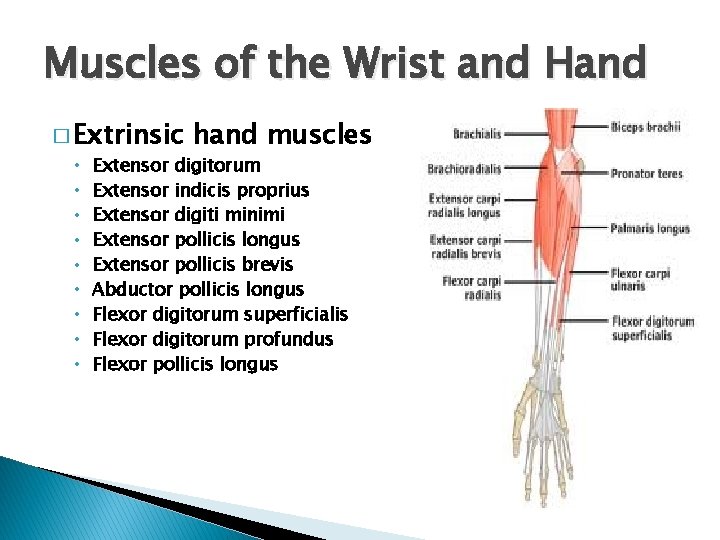 Muscles of the Wrist and Hand � Extrinsic hand muscles • Extensor digitorum •