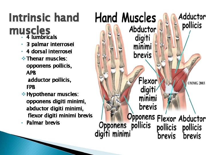 Intrinsic hand muscles • 4 lumbricals • 3 palmar interrosei • 4 dorsal interrosei