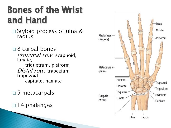 Bones of the Wrist and Hand � Styloid radius � 8 process of ulna