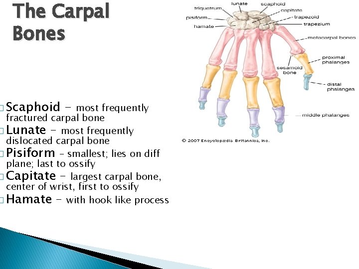 The Carpal Bones � Scaphoid - most frequently fractured carpal bone � Lunate –