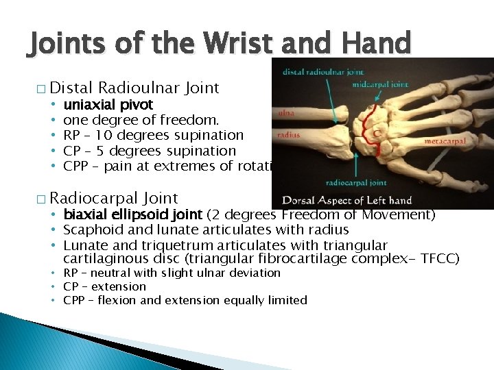 Joints of the Wrist and Hand � Distal • • • Radioulnar Joint uniaxial