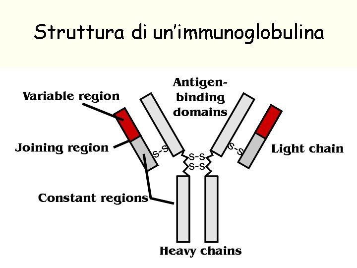 Struttura di un’immunoglobulina 