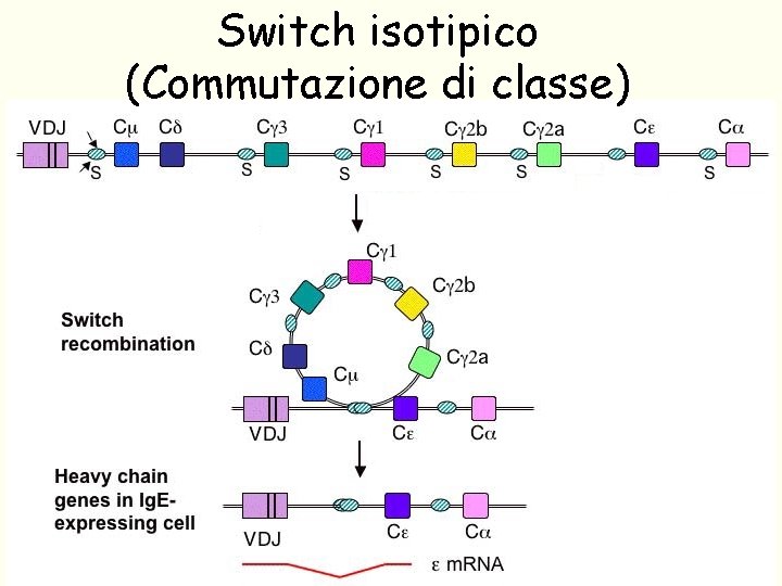 Switch isotipico (Commutazione di classe) 