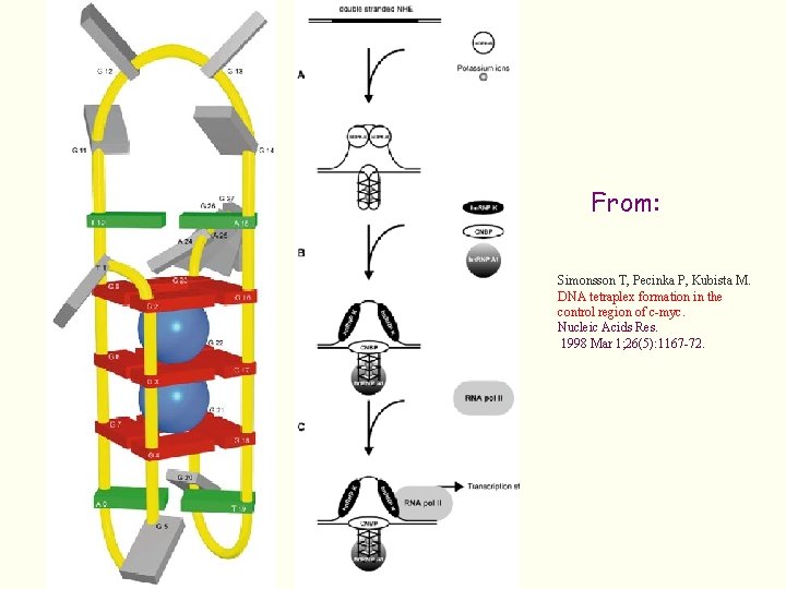 From: Simonsson T, Pecinka P, Kubista M. DNA tetraplex formation in the control region