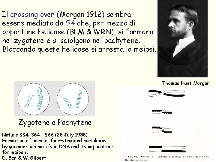 Il crossing over (Morgan 1912) sembra essere mediato da G 4 che, per mezzo