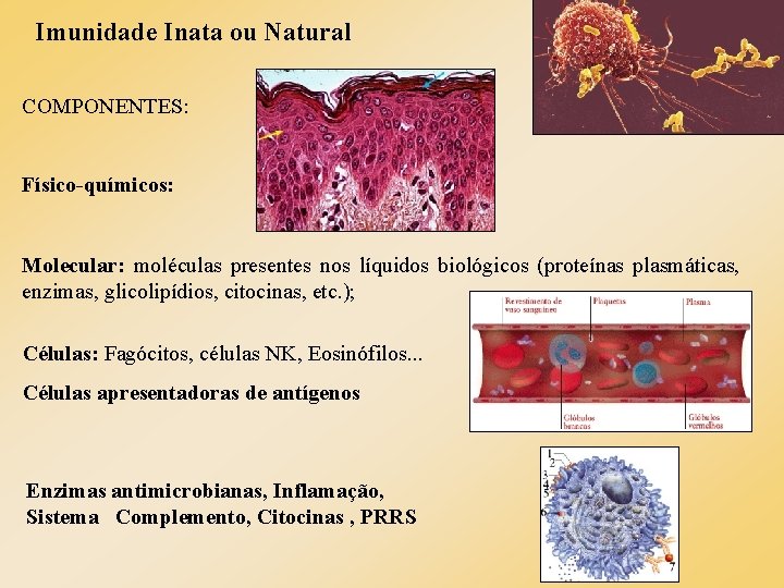 Imunidade Inata ou Natural COMPONENTES: Físico-químicos: Molecular: moléculas presentes nos líquidos biológicos (proteínas plasmáticas, Imunidade Inata ou Natural COMPONENTES: Físico-químicos: Molecular: moléculas presentes nos líquidos biológicos (proteínas plasmáticas,