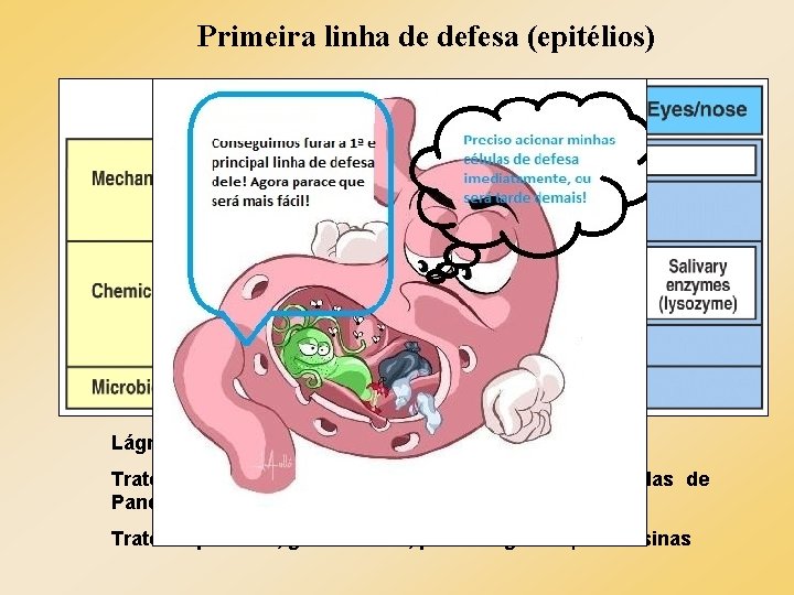 Primeira linha de defesa (epitélios) Lágrima e saliva Fosfolipases A, Lisozima Trato instestinal Criptidinas Primeira linha de defesa (epitélios) Lágrima e saliva Fosfolipases A, Lisozima Trato instestinal Criptidinas