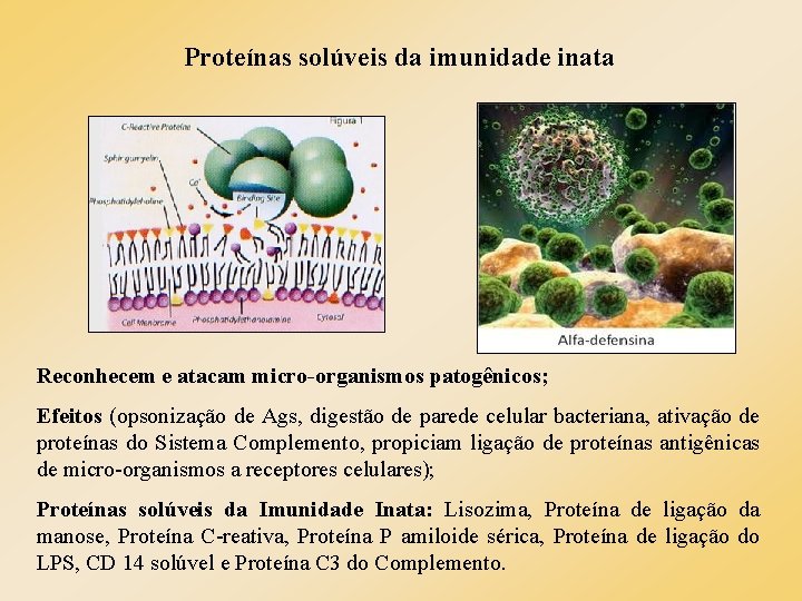 Proteínas solúveis da imunidade inata Reconhecem e atacam micro-organismos patogênicos; Efeitos (opsonização de Ags, Proteínas solúveis da imunidade inata Reconhecem e atacam micro-organismos patogênicos; Efeitos (opsonização de Ags,