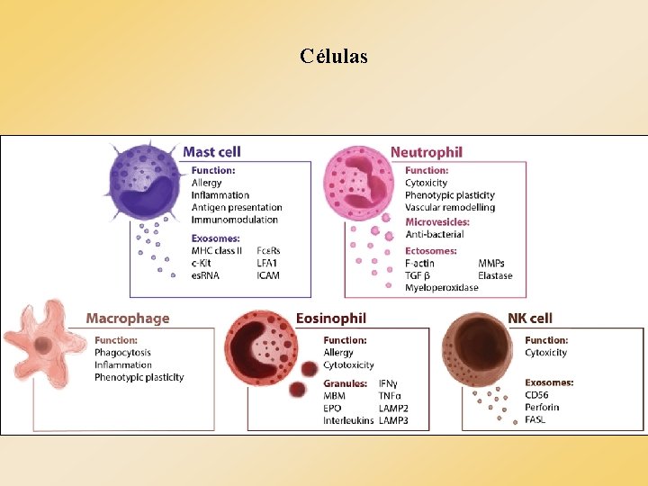 Células Células
