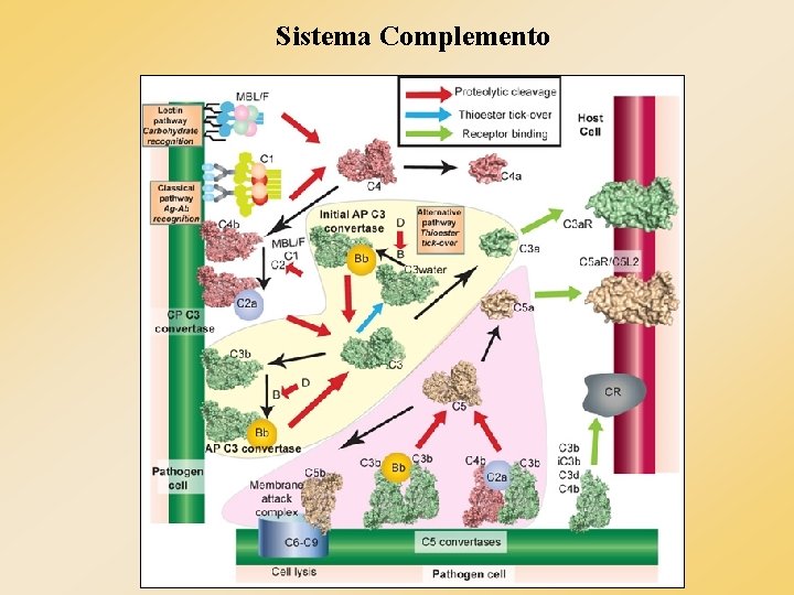 Sistema Complemento Sistema Complemento